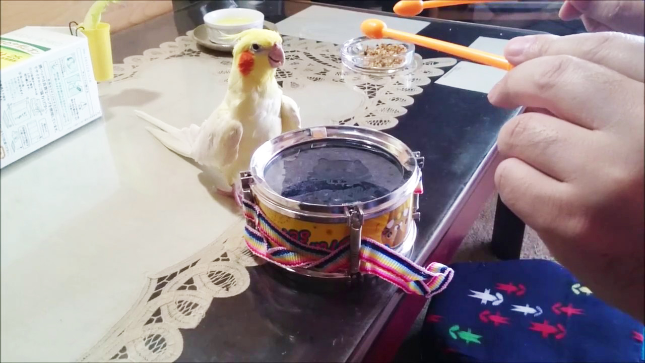 Kakadu spielt Trommel