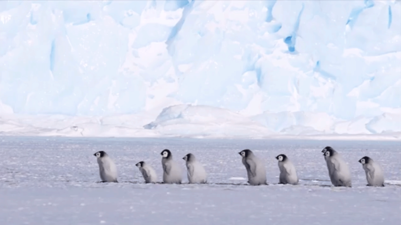 baby pinguine