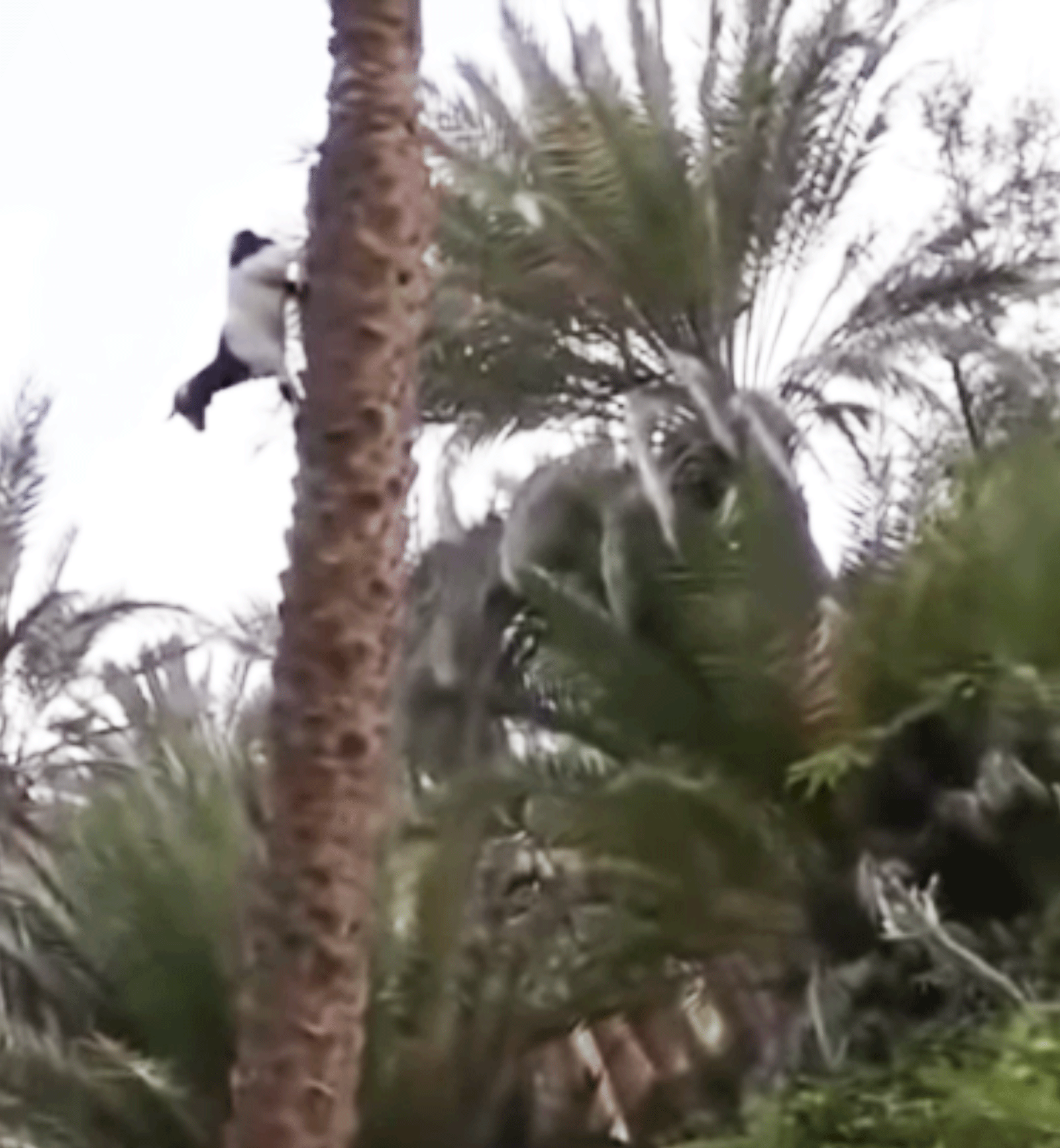 ziege klettert auf palme