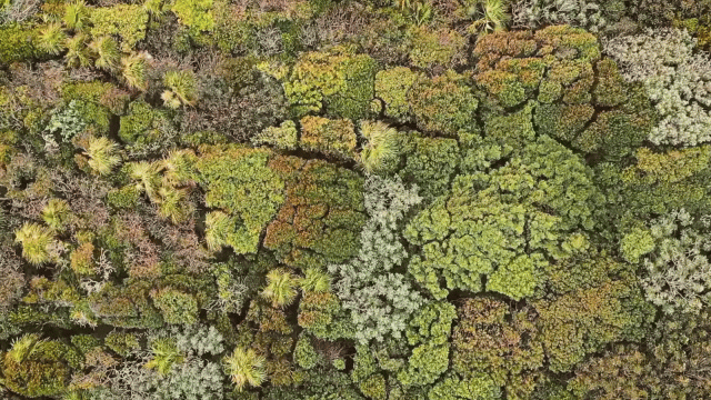 wald von oben im wind