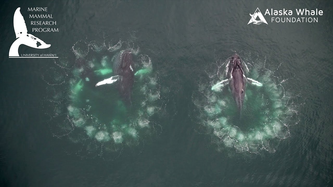 buckelwale jagd drohnenvideo